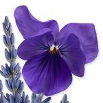 PALATINE – Image 4